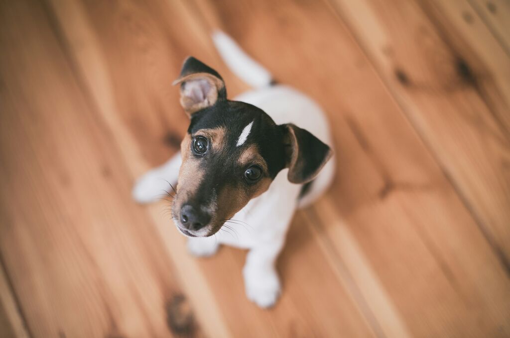 Conéctate con fundaciones locales y dale un hogar lleno de amor a mascotas necesitadas