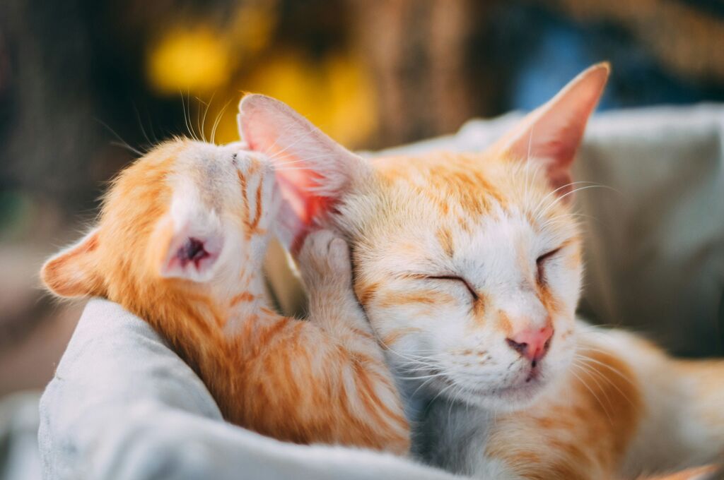 Conéctate con fundaciones locales y dale un hogar lleno de amor a mascotas necesitadas
